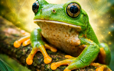 Waarom wel of geen KambΓ΄ sessie